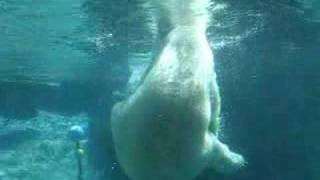 LA Zoo Polar Bears Playing [upl. by Ycnay]