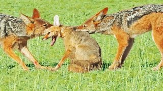 Jackals Rip Fox Apart While it Fights Back [upl. by Glover]