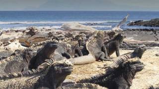 Images of Galapagos [upl. by Nyroc]