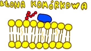 Błona Komórkowa  LiczNaPalcach Biologia [upl. by Guzel]