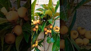 How to Grow Loquats from SeedTree Florida [upl. by Rafat]