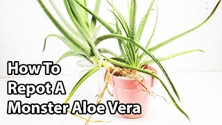 How To Repot And Divide Aloe Vera Plants  Repotting Tips [upl. by Taam767]