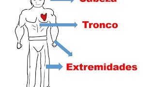 el cuerpo humano para niños cabeza tronco y extremidades [upl. by Adnarem]