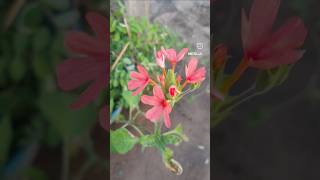 crossandra flowers [upl. by Wilma111]