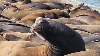 CA Sea Lions enjoying Sunshine in Cresent City 🌞 [upl. by Ahsat786]