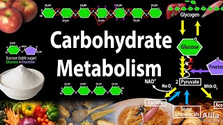 Carbohydrate Structure and Metabolism an Overview Animation [upl. by Sarita618]