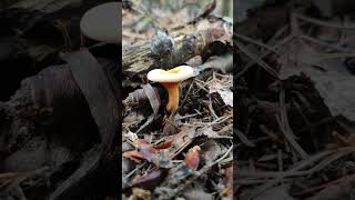 False chanterelles peeking through the forest floor mushroom nature mushroomhunting foraging [upl. by Loma]