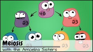 Meiosis Updated [upl. by Thomasa]