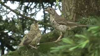 Grive draine Turdus viscivorus  26 avril 2015 [upl. by Eiuqram677]