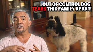 How To Prevent Your Dog From Eating Clothes Toys amp Garbage  Cesar 911 Season 3 Ep 1  Part 2 [upl. by Skiest]