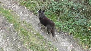 Meeting with the smooth snake Coronella austriaca unseen by my dogs [upl. by Esinrahc]