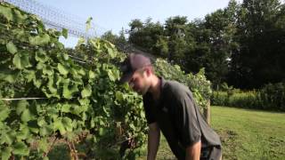 Christopher Ritzcovan  Jefferson Vineyard Charlottesville [upl. by Jollanta]