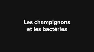 Les champignons et les bactéries [upl. by Asilegna]