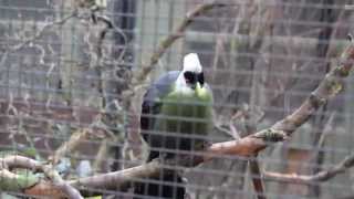 Witkuiftoerako  Whitecrested turaco ZOO Antwerpen [upl. by Tengler]