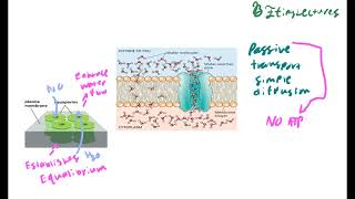 Cell Biology Lecture 5 Transmembrane Transport and Action Potentials [upl. by Eliga641]