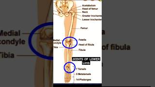 Joints of lower limb humananatomy skeleton radiographerusn [upl. by Ora]