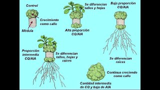 Hormonas inductoras [upl. by Muller]