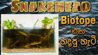 Snakehead Biotope Aquarium setup in Sinhalasimple amp easy FHD snakehead kaveeaqua biotope [upl. by Ariaj]