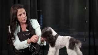 Sue Zecco Mini Poodle Demo Part 3  Finishing Touches [upl. by Annawahs]