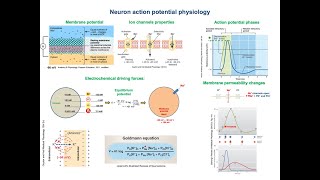 Neuron action potential physiology [upl. by Bennet924]