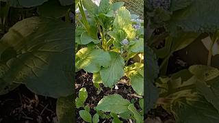 The Beauty of Borage Why You Should Plant Borage in Your Garden gardening borage [upl. by Tome246]