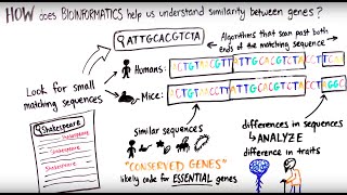 What is Bioinformatics [upl. by Ellenej]