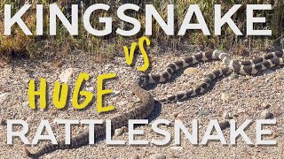 King Snake Vs MASSIVE Rattlesnake [upl. by Nylasor]