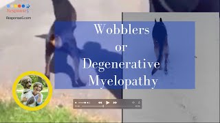 Wobblers Syndrome or Degenerative Myelopathy in Dogs Ataxia Symptoms and Treatment [upl. by Drofub]