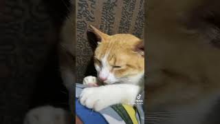 Poki Poki cat cute fun like love share subscribe tiktok youtubeshorts reels fyp pets fy [upl. by Jammie155]