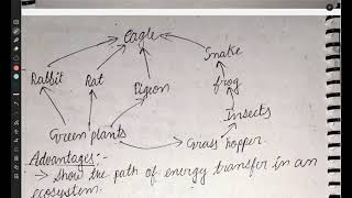 FOOD CHAIN amp FOOD WEB  ENVIRONMENTAL STUDIES [upl. by Notneiuq]