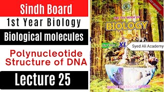 structure of DNA  polynucleotide  biological molecules  class 11 biology Sindh text board new [upl. by Fish]