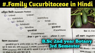 Family Cucurbitaceae in Hindi  BSc Second year Botany third Semester [upl. by Uzziel952]