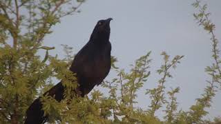 Extremely Loud amp Beautiful Call Of A Grackle Bird [upl. by Birkett]