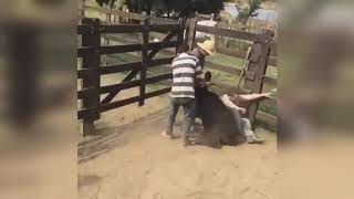 VIDEOS DE RISA  FAILS CAIDAS GRACIOSAS CABALLOS Y TOROS [upl. by Servetnick]