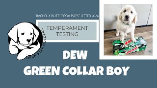 Dew temperament test [upl. by Ahsi]