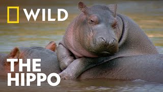 The Underwater Calls of Hippos  Wild Smart and Deadly  National Geographic Wild UK [upl. by Odlauso]