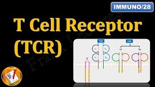 T Cell ReceptorTCR and CD3 FLImmuno28 [upl. by Mairim]