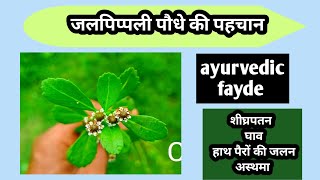 जल पिप्पलीphyla nodifloraपहचानayurvedic fayde [upl. by Anneehs628]