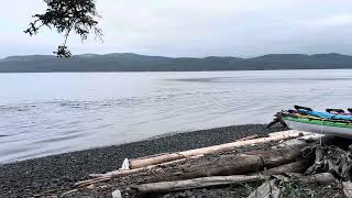 Dolphin Show in the wild at Orca Camp Vancouver Island [upl. by Karlis134]