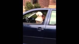 Dog waving from the car next to us [upl. by Thedrick]