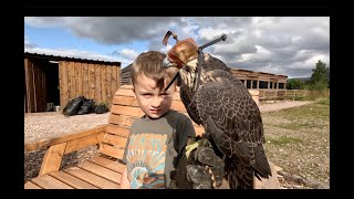 4 year old Oakley drone training his Peregrine Falcon [upl. by Yeslah]