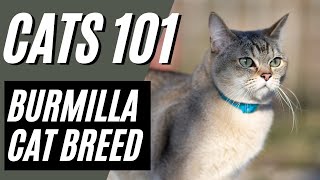 BURMILLA CAT  What to Know BEFORE Getting a Burmilla Cat  Cats 101 [upl. by Kalbli]