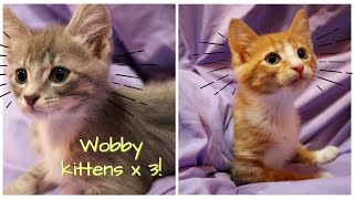 Kittens with CEREBELLAR HYPOPLASIA  The difference between mild moderate and severe [upl. by Jary604]