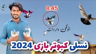 kabootar bazi live 2024  kabootar bazi song  kabootar bazi interview  Hassan Chenab Aala [upl. by Eneroc]