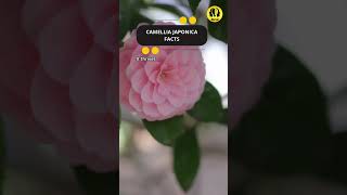 Camellia japonica facts shorts facts flower [upl. by Gildas]