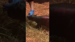 Edinburgh Zoo welcomes Haggis the endangered pygmy hippo [upl. by Naeerb]