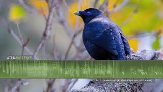 Satin Bowerbird  Sounds and Calls [upl. by Mortimer]