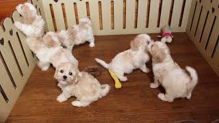 Cavachon Puppies For Sale [upl. by Atnuahc]