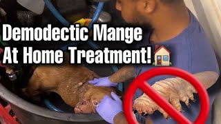 Demodex mites on dogs demodectic mange treatment [upl. by Weinshienk]