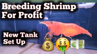 New Shrimp Tank [upl. by Elke70]